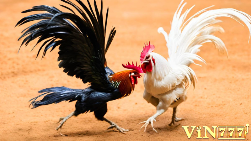 Vin777 – Nhà cái uy tín hàng đầu về cá cược đá gà nòi cựa sắt
