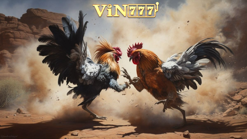 Kinh nghiệm cá cược đá gà nòi cựa sắt hiệu quả tại Vin777