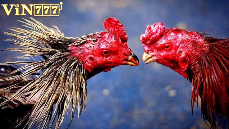 Vin777 – Kênh xem đá gà trực tiếp uy tín và chất lượng cao