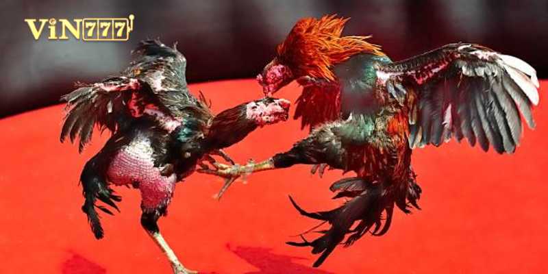 Gà nòi chọi phổ biến nhất