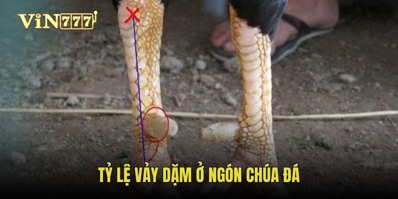 Tỷ lệ vảy dặm ở ngón chúa đá
