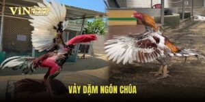 vay-dam-ngon-chua