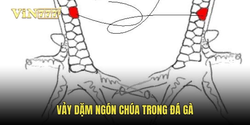 Vảy dặm ngón chúa trong đá gà