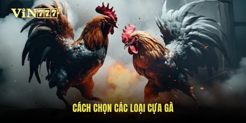 Cách chọn các loại cựa gà