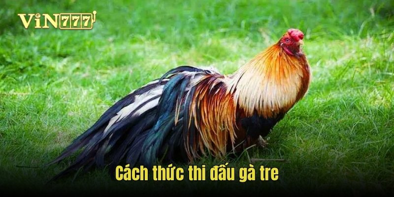 Cách thức thi đấu gà tre