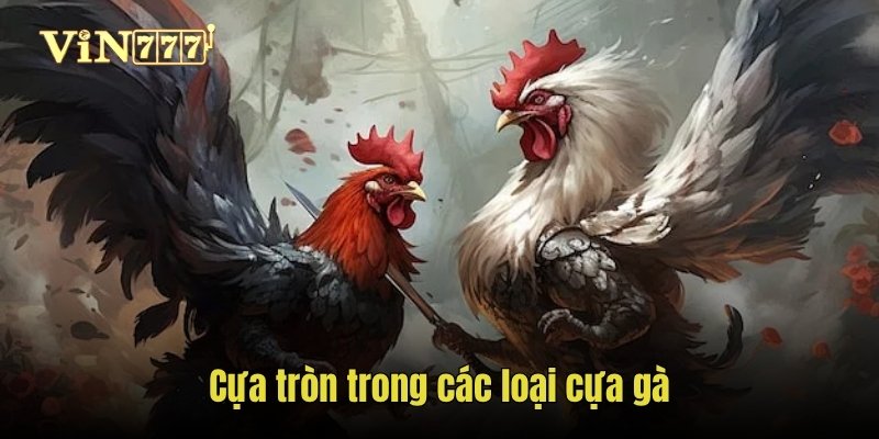 Cựa tròn trong các loại cựa gà