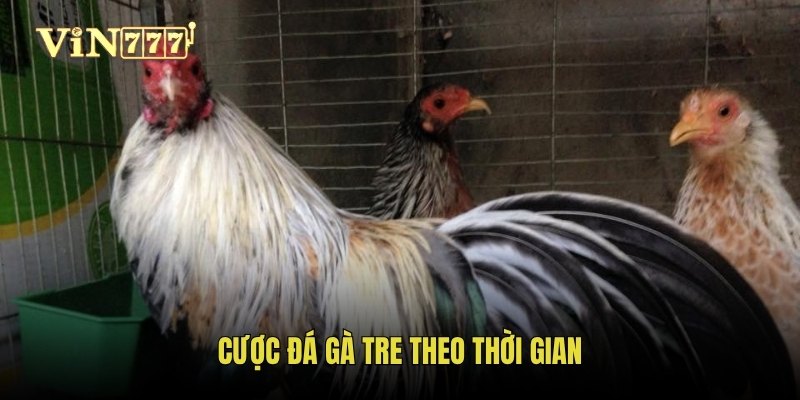 Cược đá gà tre theo thời gian