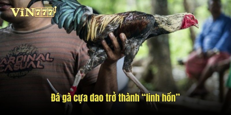 Đá gà cựa dao trở thành “linh hồn”