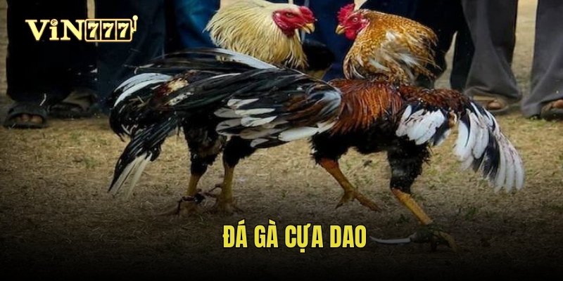 da-ga-cua-dao