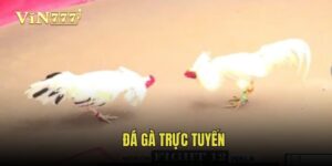 da-ga-truc-tuyen