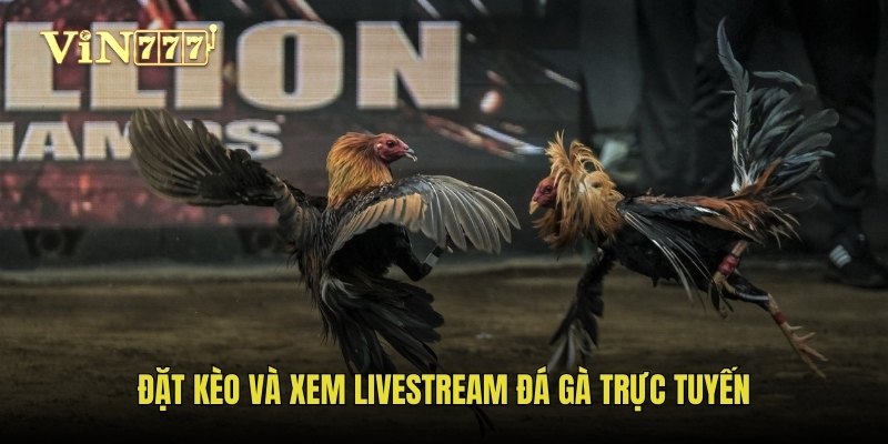 Đặt kèo và xem livestream đá gà trực tuyến