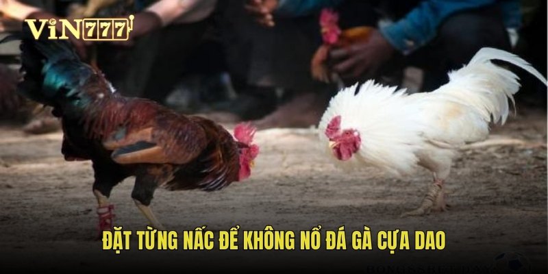 Đặt từng nấc để không nổ đá gà cựa dao