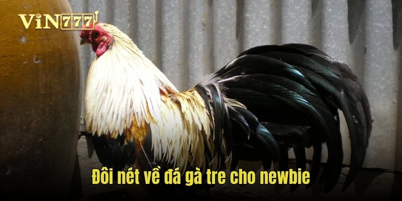 Đôi nét về đá gà tre cho newbie